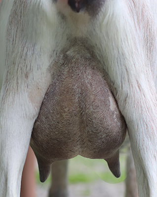 lesperance river dance